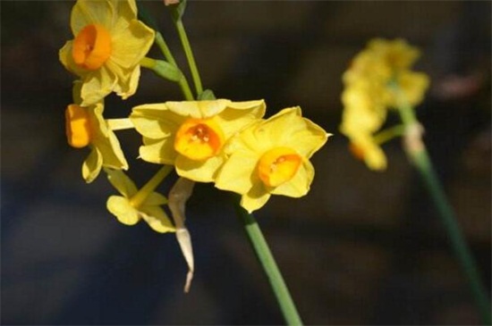 水仙花有哪些种类，盘点15种不同品种的水仙花
