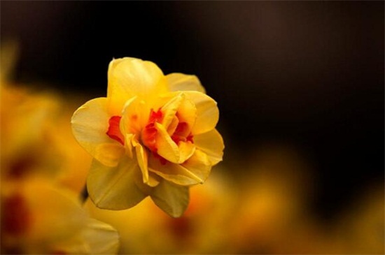 水仙花有哪些种类，盘点15种不同品种的水仙花