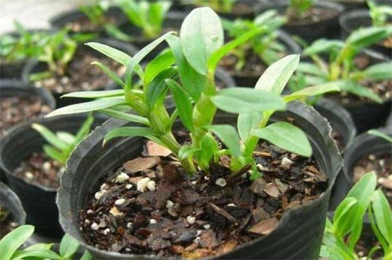 石斛三种常见栽种方法，分芽/分株/扦插3种(附养殖方法)