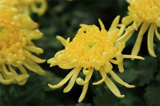 菊花有哪些品种，从花期/用颜色以及花茎长短细分菊花