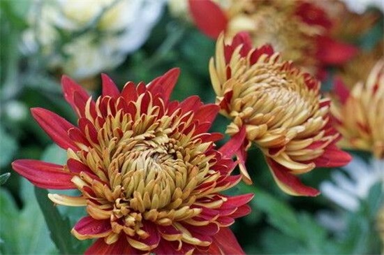 菊花有哪些品种，从花期/用颜色以及花茎长短细分菊花