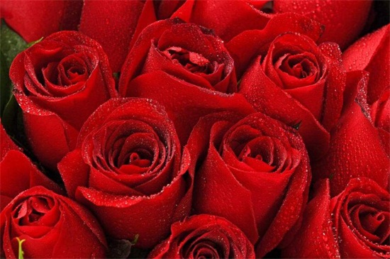 玫瑰花十一朵代表什么，一生一世/一心一意的爱情