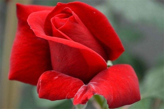 玫瑰花十一朵代表什么，一生一世/一心一意的爱情