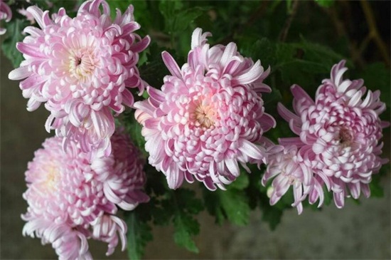 粉菊花花语是什么，粉色菊花代表什么意思