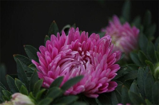 粉菊花花语是什么，粉色菊花代表什么意思