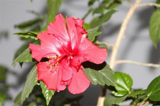木菊花的养殖方法，6种方法可让木菊花爆盆