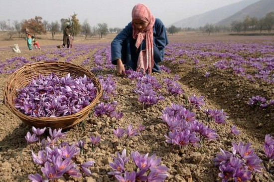 藏红花产地在哪里，原产波斯古国/现在伊朗为最大生产国