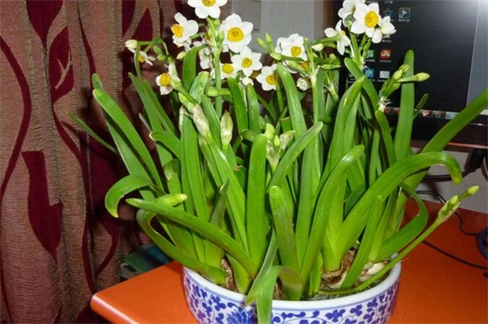 水仙花怎么催花，3种方法可让植株爆盆