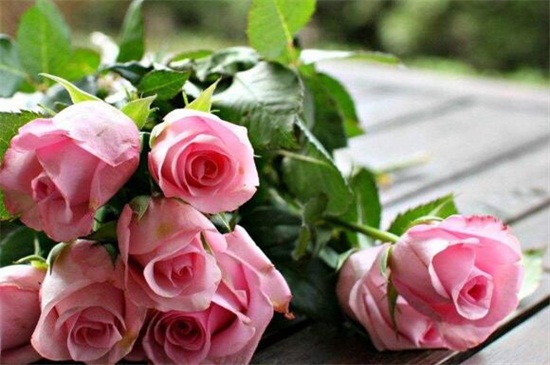8朵玫瑰代表什么意思，深深的歉意/感谢关怀扶持