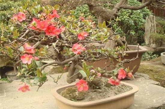 木本海棠花的养殖方法如下，4个步骤让海棠花开满花