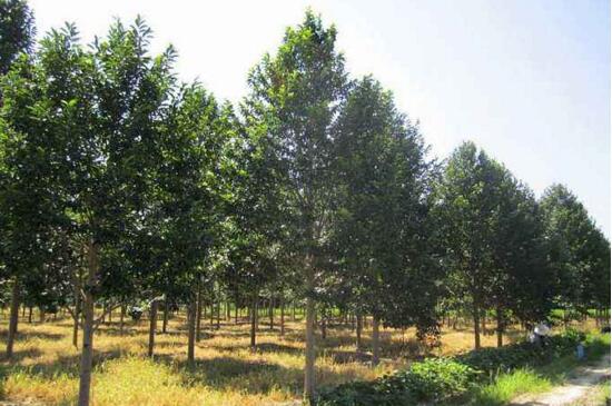 含笑树的养殖方法，4个步骤使含笑树更茂盛