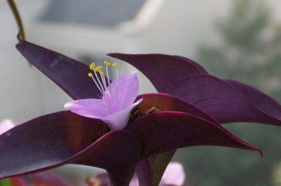 紫鴨拓草開花有毒嗎，全株無毒還具有藥用價值