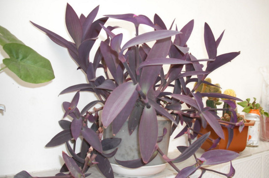 紫鴨拓草開花有毒嗎，全株無毒還具有藥用價值
