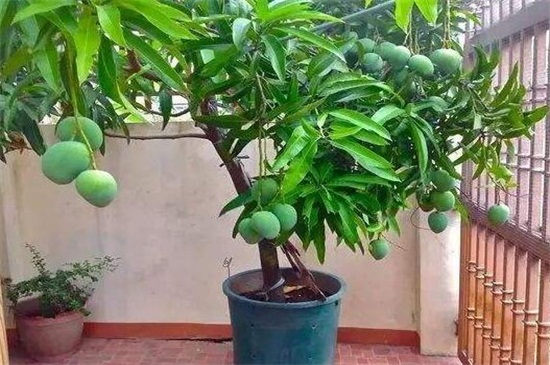 芒果种植方法盆栽，掌握4个步骤盆栽美味芒果