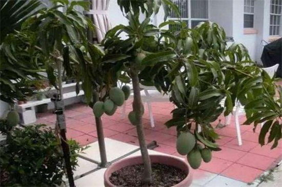 芒果种植方法盆栽，掌握4个步骤盆栽美味芒果