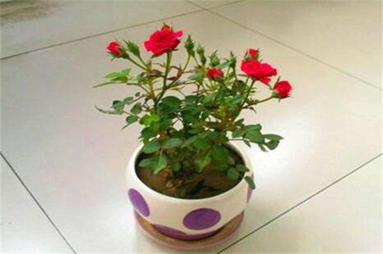 玫瑰花可以剪枝摘种植，剪枝两种摘种植方法