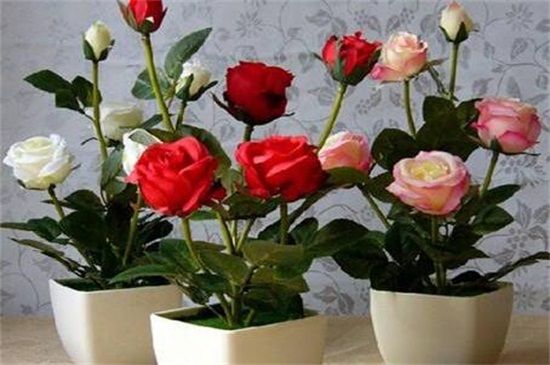玫瑰花可以剪枝摘种植，剪枝两种摘种植方法