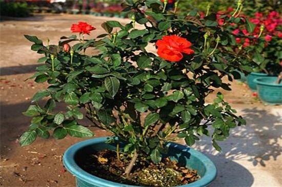 玫瑰怎么施肥 不同生长时期合理施肥花开满盆 花语网