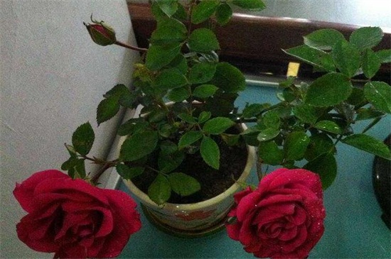 玫瑰怎么施肥 不同生长时期合理施肥花开满盆 花语网