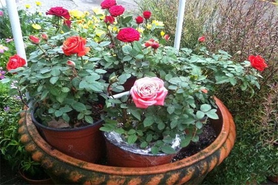 玫瑰怎么施肥，不同生长时期合理施肥花开满盆