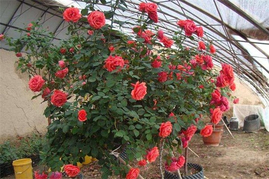 玫瑰怎么施肥，不同生长时期合理施肥花开满盆