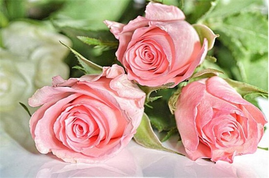 20朵玫瑰代表什么意思，两情相遇/此生不渝的爱情