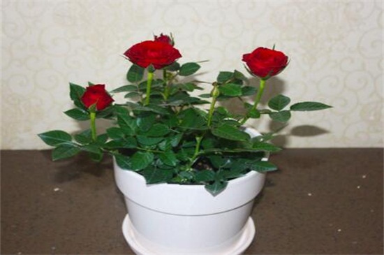 玫瑰花种子发芽过程图，四个步骤种植发芽玫瑰花