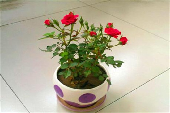 玫瑰花种子发芽过程图，四个步骤种植发芽玫瑰花