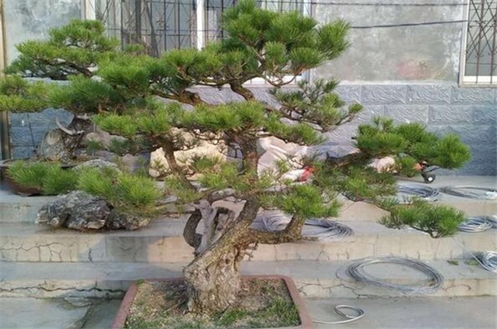 中国松树的种类有哪些，盘点中国十大松树的种类