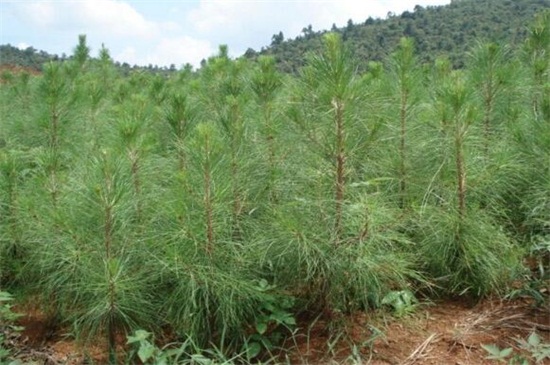 中国松树的种类有哪些，盘点中国十大松树的种类
