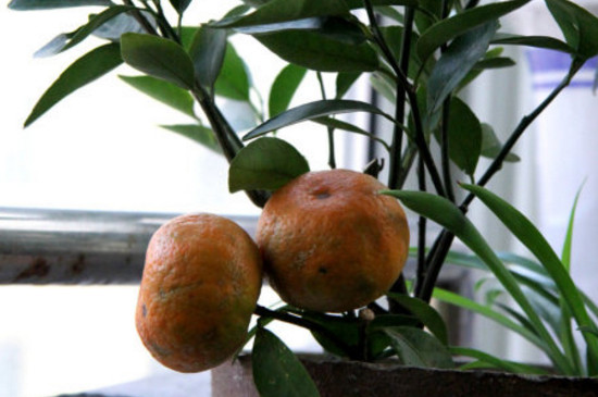 盆栽橘子树怎么修剪，不同生长期的四种修剪方法