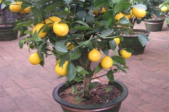 柠檬籽怎么种小盆栽，5个要点可让成活率过百