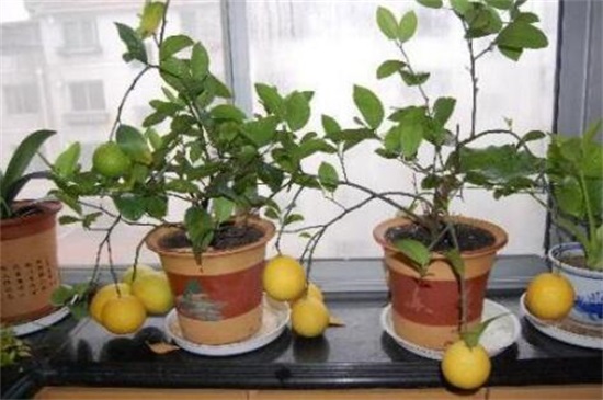 柠檬籽怎么种小盆栽，5个要点可让成活率过百