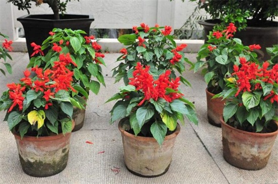 盆栽一串红怎么养，4个要点可让盆栽出现爆盆现象