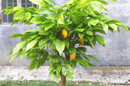 芒果籽怎么种小盆栽，4个要点可让种子花开满盆