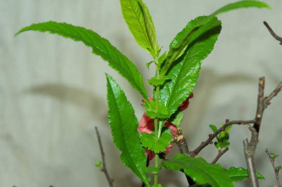 木本海棠花的繁殖方法，播种扦插/养护技巧与病虫防治