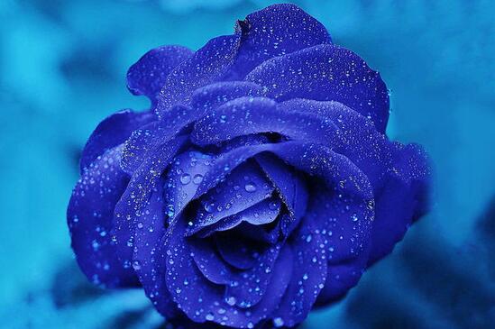 蓝色妖姬和蓝玫瑰的区别，四个方面清楚区分