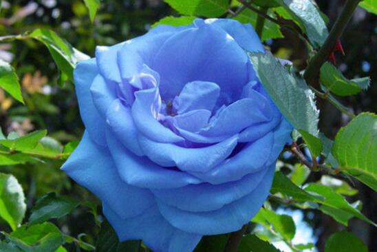 蓝色妖姬和蓝玫瑰的区别，四个方面清楚区分