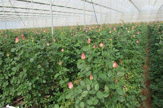 大棚玫瑰花的种植方法，掌握4个要点便可高产玫瑰花