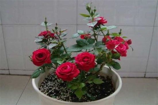 玫瑰花的种子怎么种植，掌握4个要点可让种子更快发芽