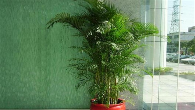 室内凤尾竹的养殖方法