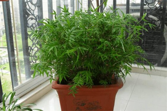 室内凤尾竹的养殖方法