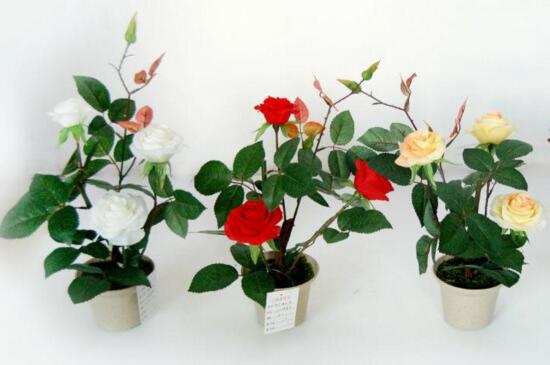 玫瑰种子怎么催芽，冰箱层积催芽后出芽率高
