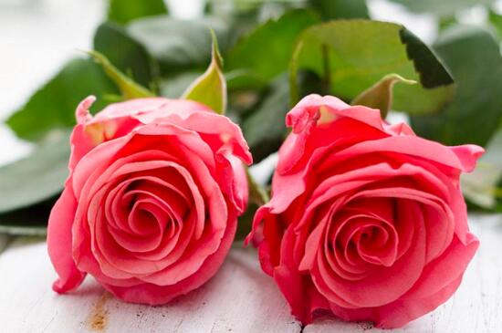 玫瑰种子怎么催芽，冰箱层积催芽后出芽率高