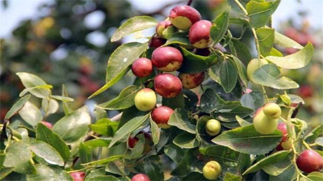 枣树种植技术