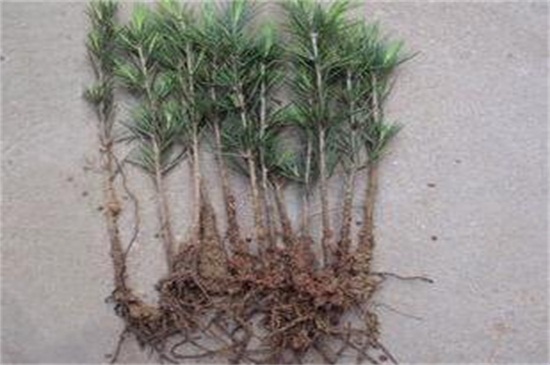 雪松种植技术，可用种子/枝插两种方法种植