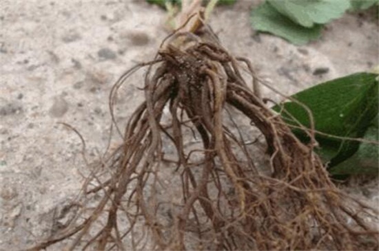雪松种植技术，可用种子/枝插两种方法种植