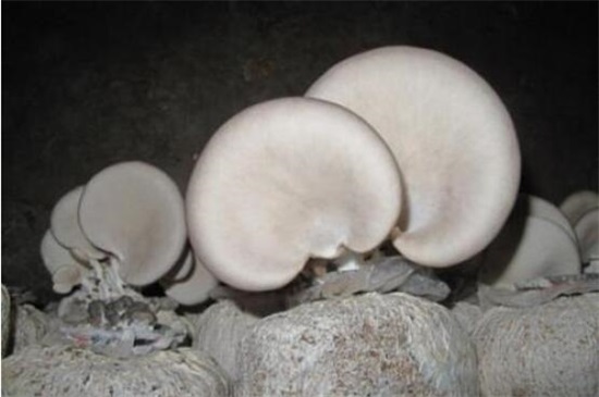 1亩平菇大棚1年的效益，养蘑菇一年能赚多少钱(5000元～5万元)