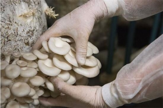 1亩平菇大棚1年的效益，养蘑菇一年能赚多少钱(5000元～5万元)