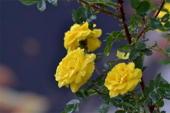 黄玫瑰代表什么意思